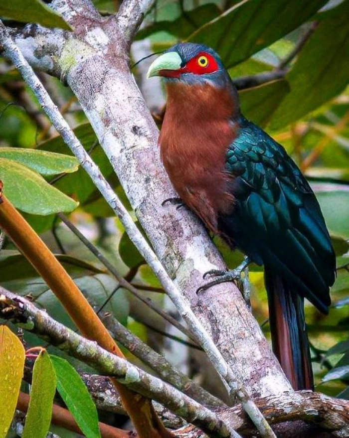 Meet The Chestnut-Breasted Malkoha